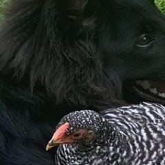 Belgian Sheepdogs from Blue Moon Belgian Sheepdogs