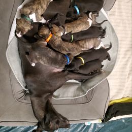 Whippet Puppies from Whippety Split