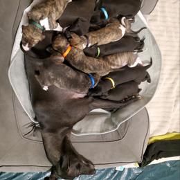 Whippet Puppies from Whippety Split