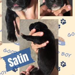 Satin - Black male Great Dane puppy in Wellsville, New York from Prophecy Danes