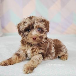 Aussiedoodle Puppies from Dreamcatcher Dogs