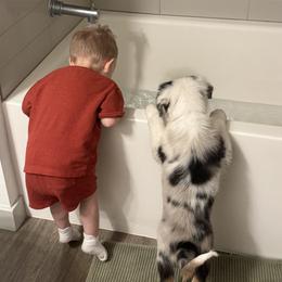Australian Shepherd and Miniature American Shepherd Puppies from Alolan Angel Aussies