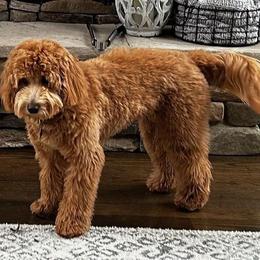 Frankie - Goldendoodle