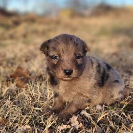 Jangle - Blue merle male Australian Shepherd puppy in Spartanburg, South Carolina from Squirrelytail Farms