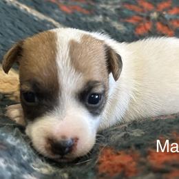Jack Russell Terrier All Grown Up from Tuff Country Farm