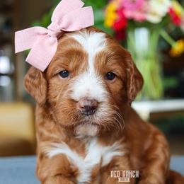 Glory - Red  female Goldendoodle puppy in Salado, Texas from Red Ranch Dogs