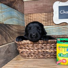 Chalky - Black male Newfoundland puppy in Tully, New York from Bear Paw Newfoundlands