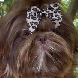 Harley - Shih Tzu