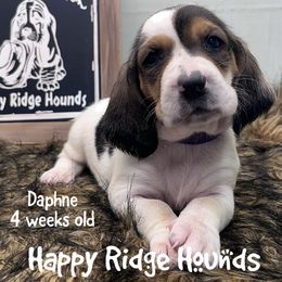 Daphne - Black brown and white female Basset Hound puppy in Mebane, North Carolina from Happy Ridge Hounds