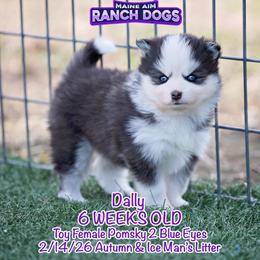 Dally - Black and white female Pomsky puppy in Humeston, Iowa from M.A.R. Dogs