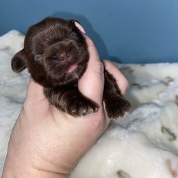 Hershey kiss - Chocolate female Shih Tzu puppy in Hawthorne, Florida from Simply Southern Shihtzus