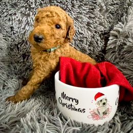 Goldendoodle and Poodle Puppies from The Henry Doodles