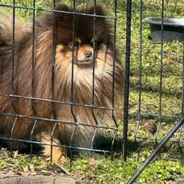 Polo - Pomeranian