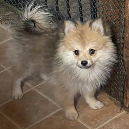Spirit - Red sable female Pomeranian puppy in Avon Park, Florida from Mariska's Pomeranians