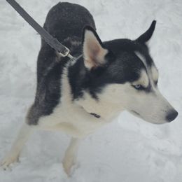 Mia - Siberian Husky