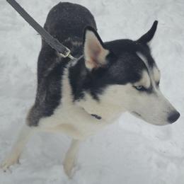Mia - Siberian Husky