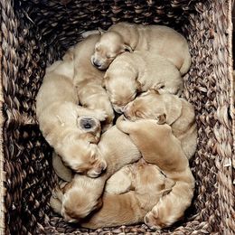 Golden Retrievers from Sandy Golden Retrievers