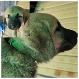 "Male 4" Anatolian Shepherd Dog Puppies from Sanjo Farm