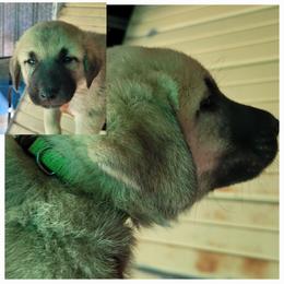 "Male 4" Anatolian Shepherd Dog Puppies from Sanjo Farm