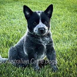 Australian Cattle Dog Puppies from Circle C Australian Cattle Dogs