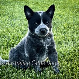 Australian Cattle Dog Puppies from Circle C Australian Cattle Dogs