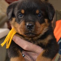 Girl 3 YELLOW COLLAR - Black and mahogany female Rottweiler puppy in Dawson Springs, Kentucky from Lakeview Rottweilers