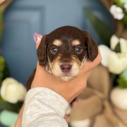 Chocolate boy 2- 3500 - Chocolate and cream male Dachshund puppy in North Branch, Michigan from Monarch Miniature Dachshunds