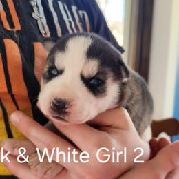 Black and White Girl 2 - Black and white female Siberian Husky puppy in Jonesboro, Arkansas from L & A Animal House Siberian Huskies