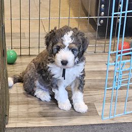 Aussiedoodle and Double Doodle Puppies from Parrish Precious Ones Texas