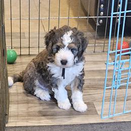 Aussiedoodle and Double Doodle Puppies from Parrish Precious Ones Texas
