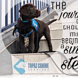 Labrador Retriever Puppies from Mythic Labradors, LLC