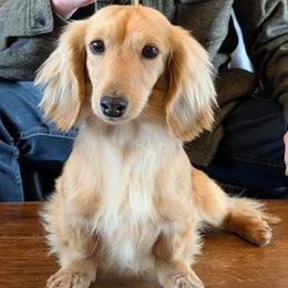 LADY CHARLOTTE - Cream female Dachshund puppy in Moscow, Idaho from Bailiwick of Gurnsey