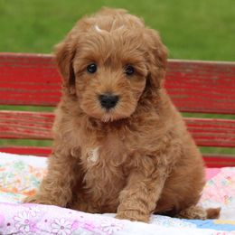Australian Labradoodle Puppies from Serendipity Doodles