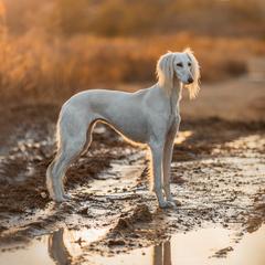 Stella - Saluki