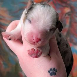 Aaron - Blue merle male Australian Shepherd puppy in Georgetown, Texas from River Reign Australian Shepherds