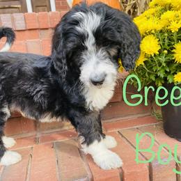 Aussiedoodle, Goldendoodle, and Sheepadoodle Puppies from The Yuppy Puppy Doodle Company