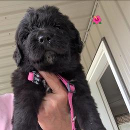 Newfoundland Female 2 - Black female Newfoundland puppy in Burfordville, Missouri from Umfleet Farms