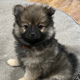 Pomeranians and Pomskies from Michelle’s Posh Pomsky