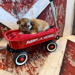 Elise - Liver female Shih Tzu puppy in Success, Missouri from Sweet Success