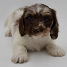 Dachshunds from Keller’s Dachshunds