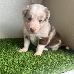 Navy Blue Boy - Red merle male Border Collie puppy in Miami, Florida from A&S Border Collies
