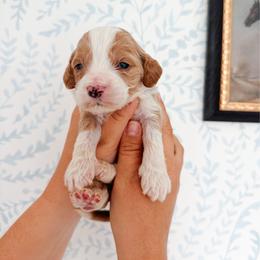 Walter - Baby blue collar - Red  male Goldendoodle puppy in Ruthorfordton, North Carolina from Duncan Doodles Goldendoodles