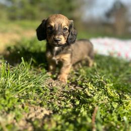 Shaded Cream Male - Cream male Dachshund puppy in Wytheville, Virginia from Weenie Haven