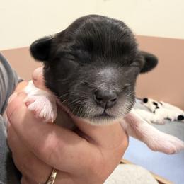 Boy 2 - Black and white male Coton de Tulear puppy in Vancouver, Washington from Uptown Cotons