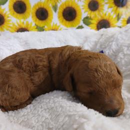 Donna - Red  female Poodle puppy in Blanch, North Carolina from Faithful Hearts Kennel