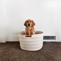 Golden Retriever Puppies from Pitchpine Retrievers