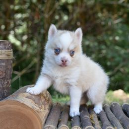 Chili - Red and white female Pomsky puppy in Coos Bay, Oregon from Ocean View Pomskies