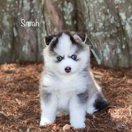 Sarah - Silver and white female Pomsky puppy in Denham Springs, Louisiana from Bayouland Pomskies
