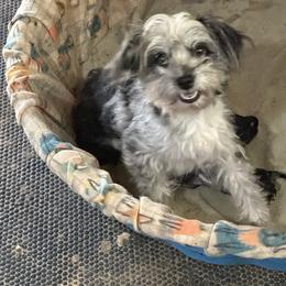 Macy - Aussiedoodle