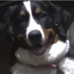 Heidi - Bernese Mountain Dog